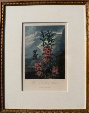 The...Kalmia. Temple of Flora. London, 1812.