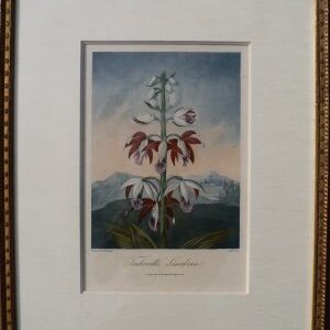 (Limodorum) Temple of Flora. London, 1812.