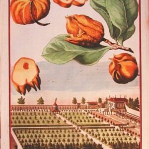 (Orange ) Bergamotti. Nureembergische Hespirides. Nuremberg. 1708-1714.