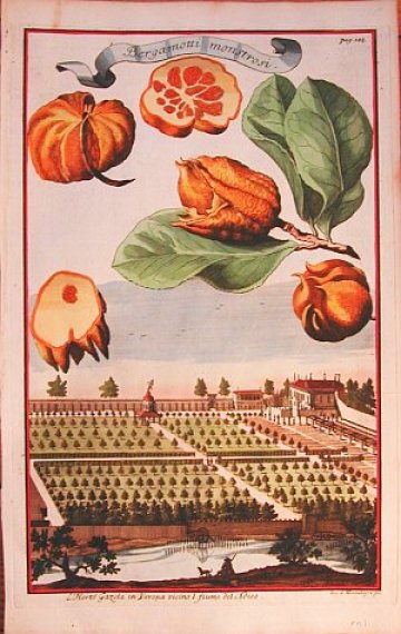 (Orange ) Bergamotti. Nureembergische Hespirides. Nuremberg. 1708-1714.