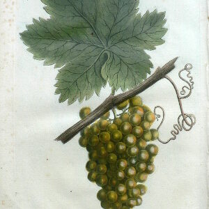 N. 1015 (Green grapes) Phytanthosa Iconographia... Regensberg, 1727-42