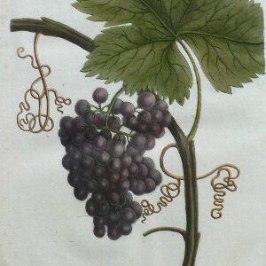 N. 1016 (Purple grapes) Phytanthosa Iconographia... Regensberg, 1737-42