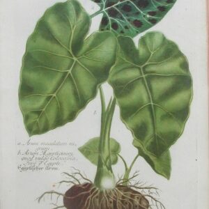 N. 173 (Arum) Phytanthoza Iconographia Regensberg: 1737-45