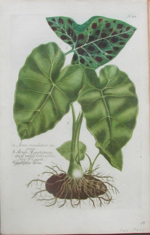 N. 173 (Arum) Phytanthoza Iconographia Regensberg: 1737-45