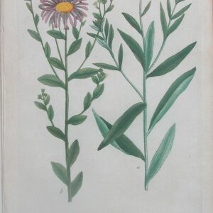 N. 193 (Asters) Phytanthoza Iconographia Regensberg:1737-45