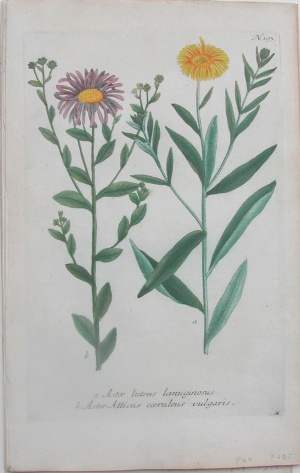N. 193 (Asters) Phytanthoza Iconographia Regensberg:1737-45