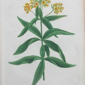 N. 249 ( ) Phytanthoza Iconographia Regensgerg: 1737-45