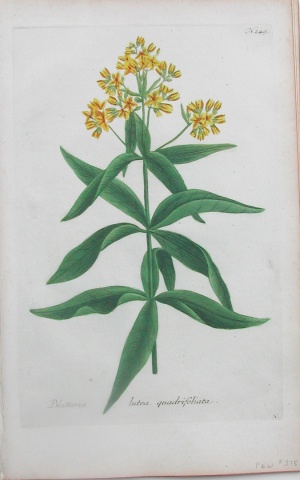 N. 249 ( ) Phytanthoza Iconographia Regensgerg: 1737-45