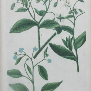 N.253 (Borrage) Phytanthoza Iconographia Regensberg: 1737-45