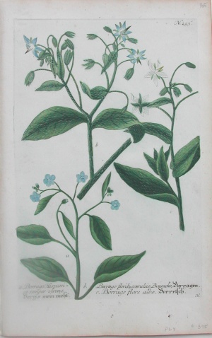 N.253 (Borrage) Phytanthoza Iconographia Regensberg: 1737-45