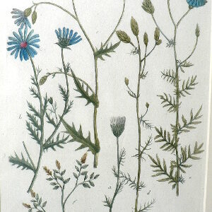 N. 368. Phytanthosa Iconographia... Regensberg, 1737-42