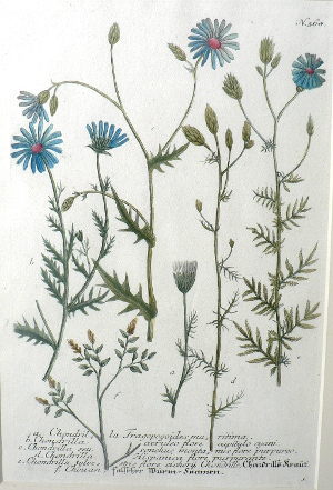 N. 368. Phytanthosa Iconographia... Regensberg, 1737-42