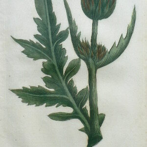 N. 387 (Artichoke) Phytanthosa Iconographia...Regensberg, 1737-42