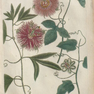 N. 397. (Passion Flower) Phytanthosa Iconographia...Regensberg, 1737-41