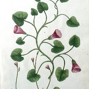 N. 420 (Morning Glory) Phytanthoza Iconographia... Regensberg, 1737-42