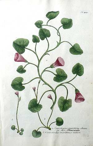 N. 420 (Morning Glory) Phytanthoza Iconographia... Regensberg, 1737-42