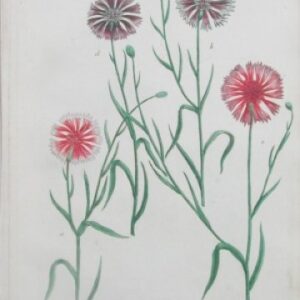 N. 451 (Dianthus) Phytanthoza Iconographia Regensberg: 1737-45