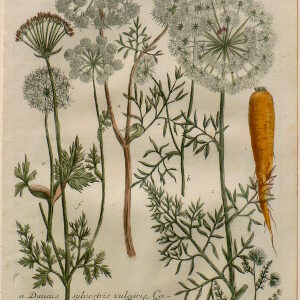 N. 458 (Carrot) Phytanthosa Iconographia...Regensberg, 1737-42