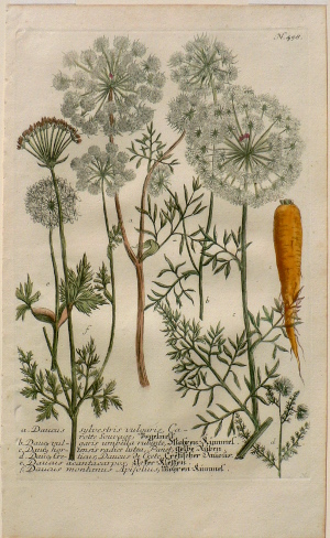 N. 458 (Carrot) Phytanthosa Iconographia...Regensberg, 1737-42
