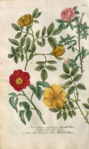 N. 870 (Roses) Phythanthosa Iconographia ...Regensberg, 1737-42
