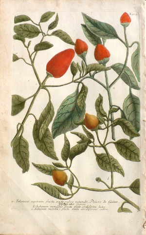 N. 929 (Peppers) Phytanthosa Iconographia... Regensberg, 1737-42