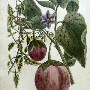 N. 944 (Eggplant) Phytanthosa Iconographia... Regensberg, 1737-42