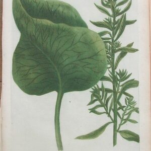 N. 242 ( ) Phytanthoza Iconographica Regensberg: 1737-1745