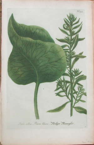 N. 242 ( ) Phytanthoza Iconographica Regensberg: 1737-1745