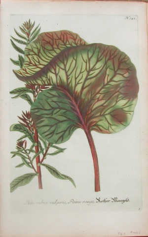 N. 241 ( ) Phytanthoza Iconographia Regensberg: 1737-45