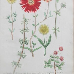 N. 505 (Asters) Phytanthoza Iconographia... Regensberg, 1737- 42