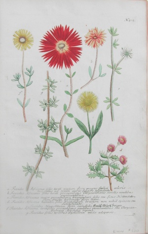 N. 505 (Asters) Phytanthoza Iconographia... Regensberg, 1737- 42