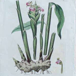 (Ginger) Medical Botany...London, 1790-1794.