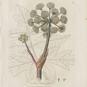 Angelica. Medical Botany. London, 1790-94.