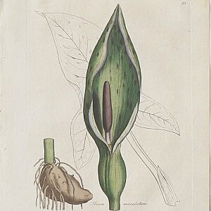 (Arum) Medical Botany. London, 1790-94.