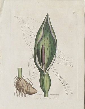 (Arum) Medical Botany. London, 1790-94.