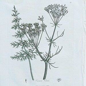 (Caraway) Medical Botany... London, 1790-94