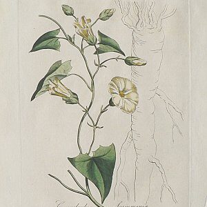 (Morning Glory) Medical Botany. London, 1790-94.