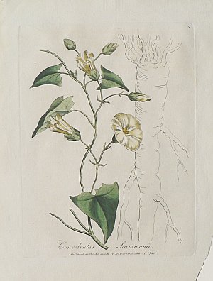 (Morning Glory) Medical Botany. London, 1790-94.
