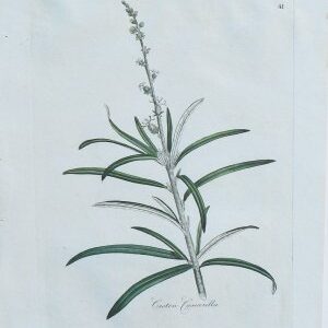 (Sweet Bark) Medical Botany... London, 1790-94.