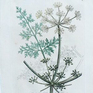 Ferula Medical Botany. London, 1790-94.