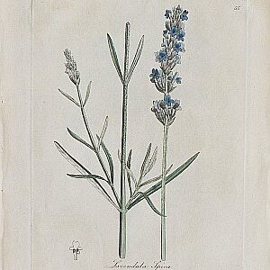 (Lavendar) Medical Botany. London, 1790-94