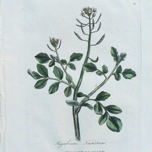 (Watercress) Medical Botany... London, 1790-94.