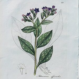 (Lung wort) Medical Botany...London, 1790-94