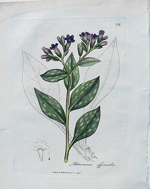 (Lung wort) Medical Botany...London, 1790-94