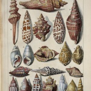 Dezallier Argenville