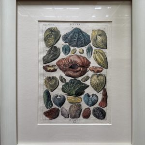 Planche LI (Cockles) La Conchyliologie. Paris [1757]-1780. Framed