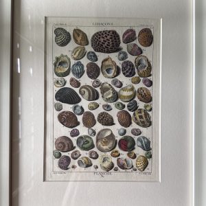 Planche X (Limacons) La Conchyliologie. Paris [1757]-1780. Framed