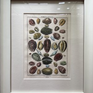 Planche XXX (Cowrie Shell) La Conchyliologie. Paris [1757] - 1780. Framed