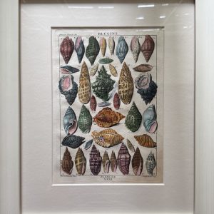 Planche XXXI (Large Snail Shells) La Conchyliologie. Paris [1757]-1780. Framed