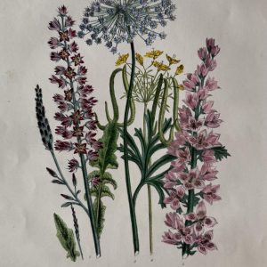 Jane Loudon, Plate 7 ("Bridal Wreath"). The Ladies Flower Garden… London, 1850